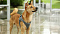 Шлейка-жилет для собак Petkit Air Pro XS (P7302XS)
