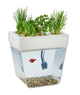 Набор для выращивания растений и ухода за рыбкой &quot;Аква- ферма&quot;