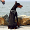 Шлейка-жилет для собак Petkit AIR FLY M (P7303M)